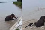 EN VIDEO: Elefantes lucharon contra las inundaciones en Nepal para salvar su vida