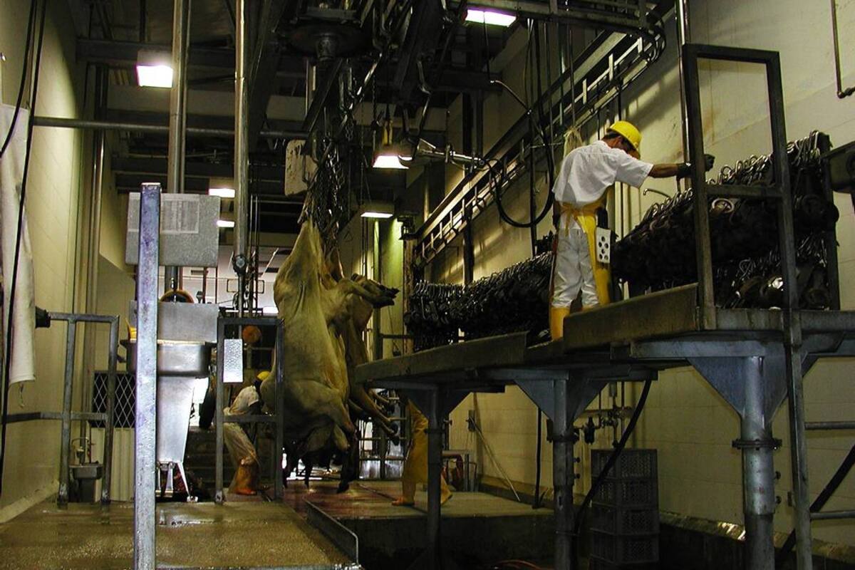 Frigorífico Vijagual sacrifica aproximadamente el 50% de los bovinos que se consumen en Bucaramanga. (Foto: Archivo/VANGUARDIA LIBERAL)