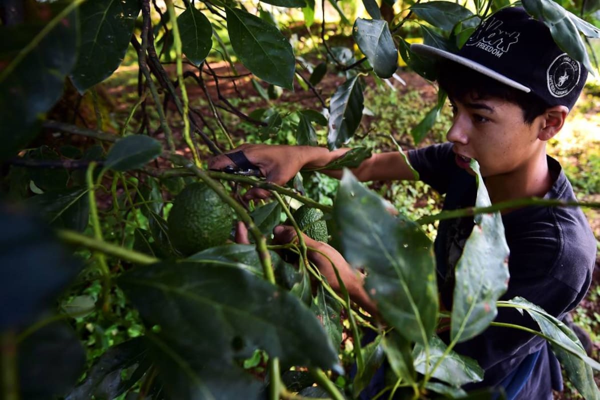 Uno de los atractivos del aguacate hass es su tamaño, pues es ideal para la porción de una persona; además, hay que sumarle su fuerte sabor y su cantidad de grasa. (Foto: Archivo / VANGUARDIA LIBERAL)