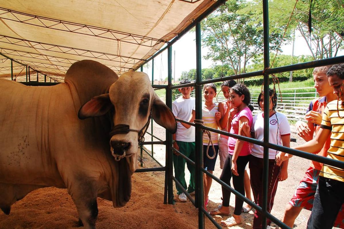 Feriagro tendrá hoy entre sus actividades, el juzgamiento de hembras raza Brahman y el mercado campesino. (Foto: Edgar Pernett S./VANGUARDLIBERAL)