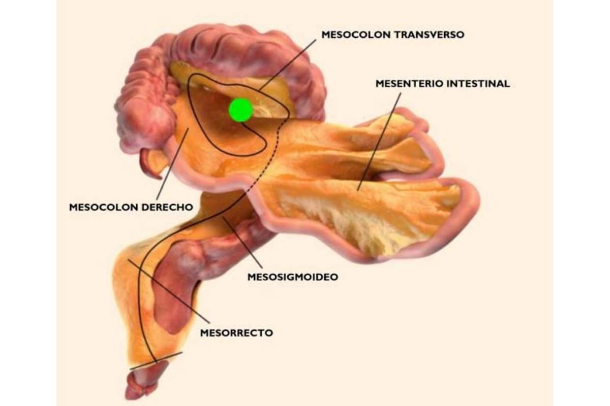 El flamante órgano es un doble pliegue del peritoneo -como se llama al recubrimiento de la cavidad abdominal- que une el intestino con la pared del abdomen y permite que se mantenga en su lugar. (Foto: Suministrada / VANGUARDIA LIBERAL )