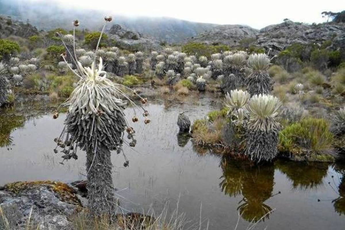 Aunque la delimitación de Santurbán se anunció desde marzo, aún no hay claridad sobre los límites de este ecosistema. (Foto: Archivo /VANGUARDIA LIBERAL)