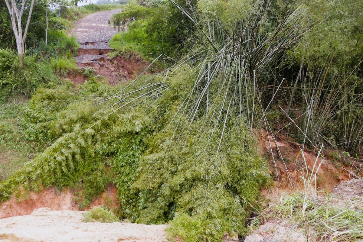 La vía principal que conduce a la vereda quedó bloqueada por guaduas de más de seis metros. Foto: Felipe Jaimes Lagos / VANGUARDIA