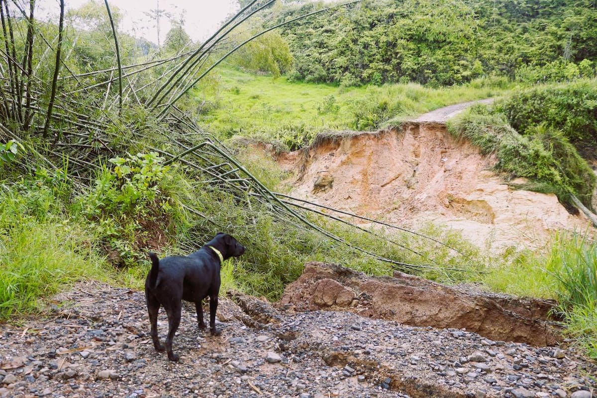 Aproximadamente 4 hectáreas destinadas a la piscicultura o cultivos de cacao quedaron bajo el lodo y los escombros. Foto: Felipe Jaimes Lagos / VANGUARDIA
