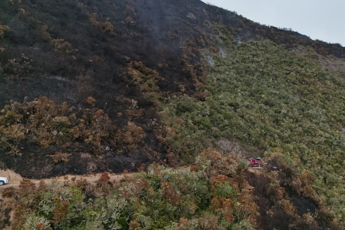 Especies de pino y frailejones han resultado gravemente afectadas en medio de las llamas en el páramo de Santurbán. (Foto: Byron Pérez / VANGUARDIA)