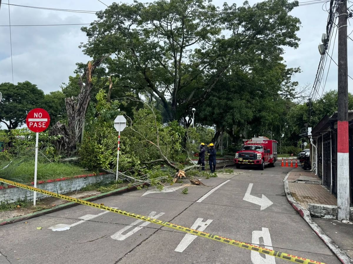 Las lluvias de la madrugada del 24 de octubre dejaron 20 árboles caídos y 12 viviendas con afectaciones estructurales en Barrancabermeja, según el reporte de la Dirección de Gestión del Riesgo.
Suministrada/Vanguardia