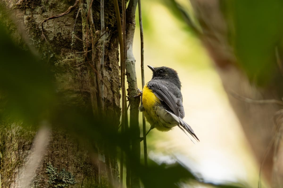 Tomada de Parques Nacionales Naturales/VANGUARDIA