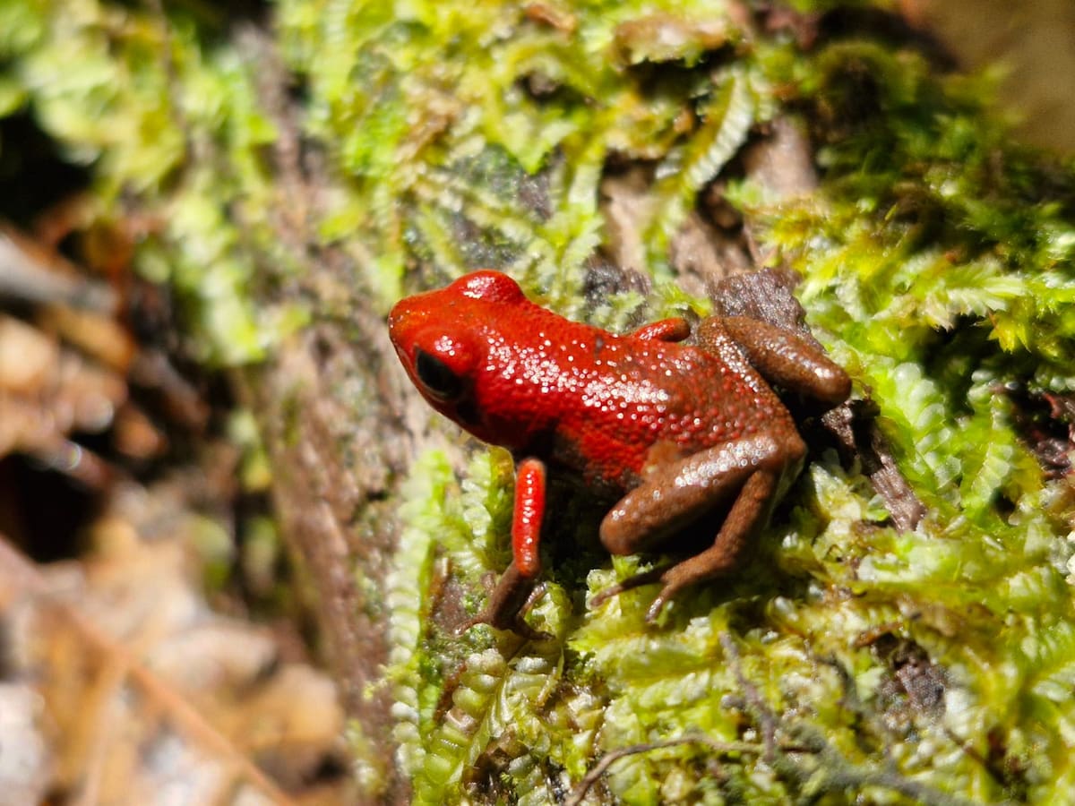 Tomada de Parques Nacionales Naturales/VANGUARDIA
