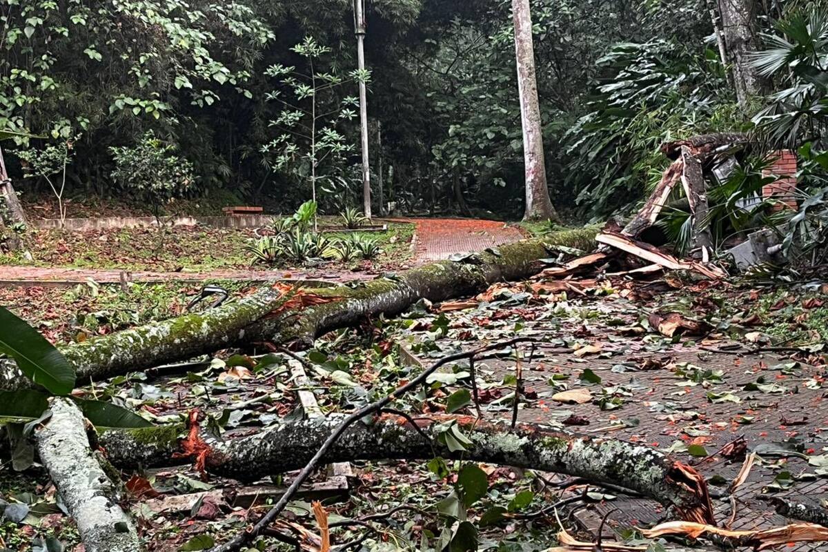 Durante esta emergencia también resultaron estropeadas redes del servicio de energía eléctrica. (Foto: suministrada / VANGUARDIA)