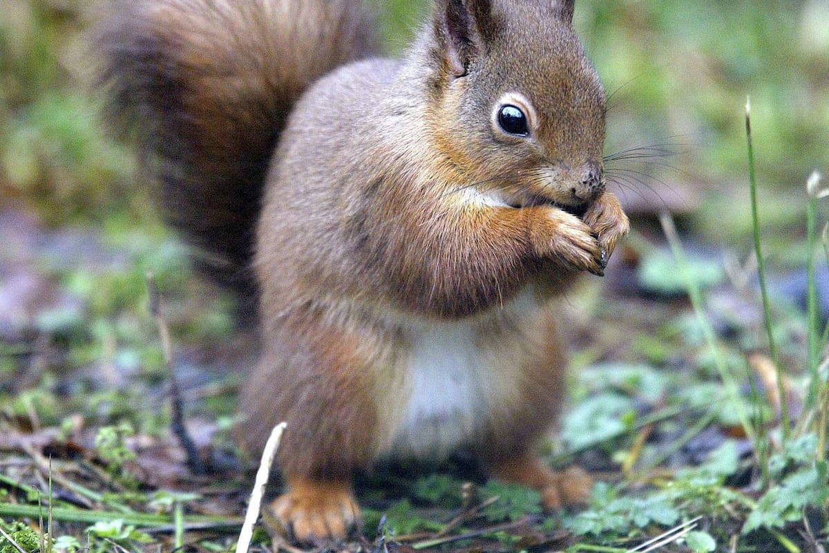 En la imagen de archivo, una ardilla roja en un bosque de Wallington, Northumberland, Reino Unido. EFE / VANGUARDIA