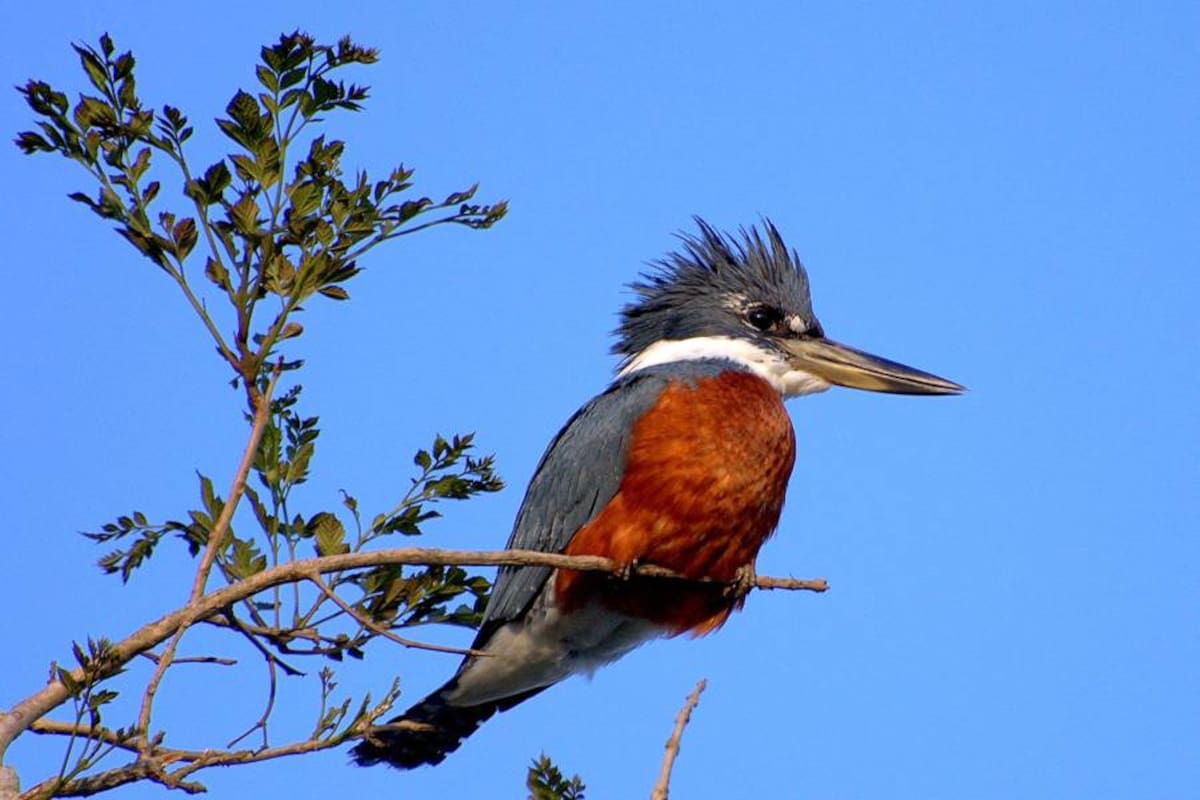 Se calcula que en el campus de la Sede Orinoquia hay 144 especies de aves. Una de ellas es la matraca, Megaceryle torquata. (Foto: Agencia de Noticias/ VANGUARDIA LIBERAL)