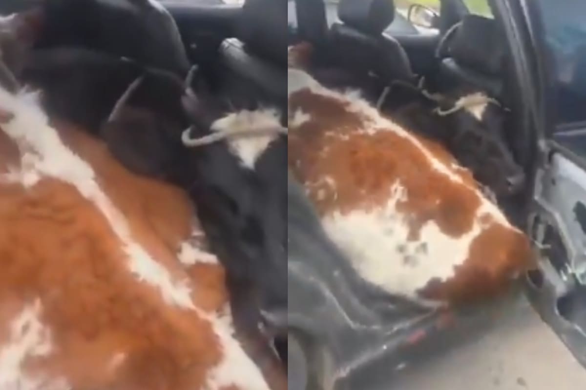 El video del hallazgo se viralizó en redes sociales y generó múltiples reacciones.