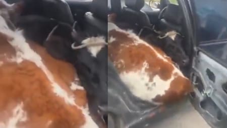 Video: así encontraron a dos vacas dentro de un carro particular durante un retén en Boyacá