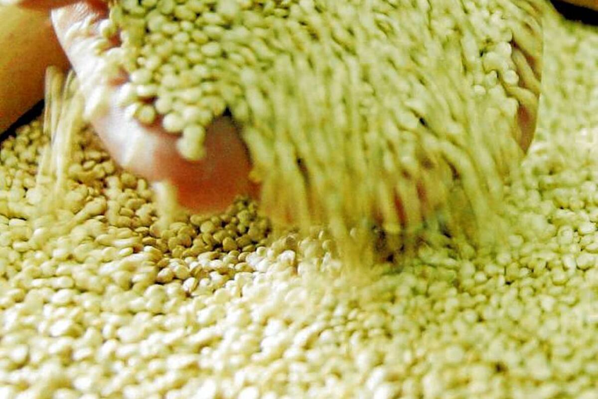 Cauca, Nariño, Boyacá y Cundinamarca poseen las mayores siembras de quinua en el país. (Foto: ArchivoVANGUARDIA IBERAL)