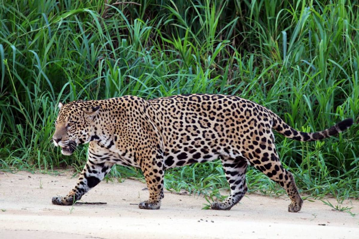 La CAS conmemoró el Día Nacional de la Biodiversidad, anunciando la integración de su territorio en el Corredor del Jaguar. (Foto: Internet / VANGUARDIA LIBERAL )