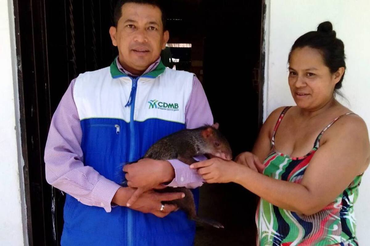 En la imagen se aprecia el animal que fue entregado a la Cdmb. (Foto: Suministrada/VANGUARDIA LIBERAL)