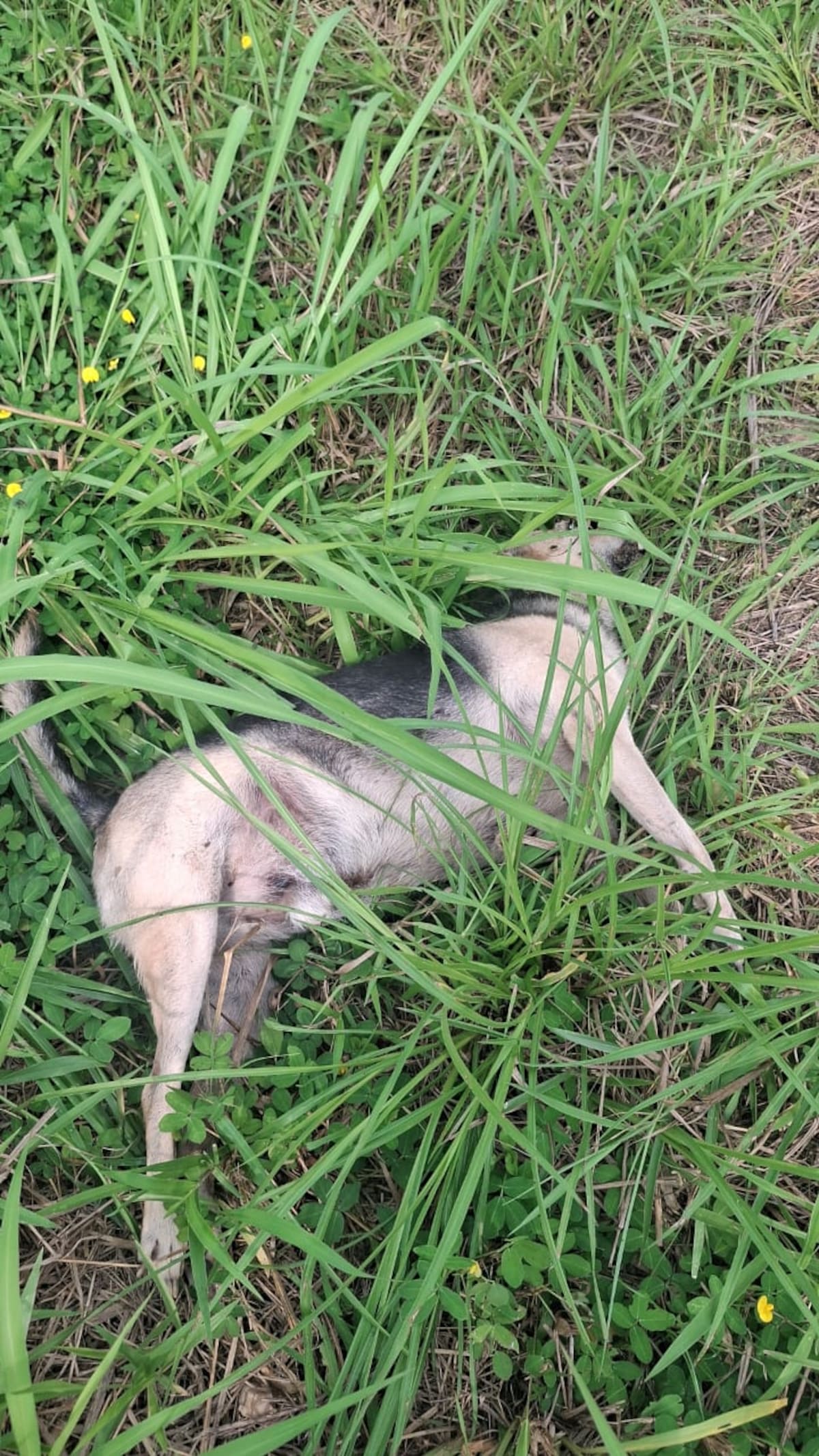 Cerca de diez animales han sido hallados muertos en el barrio Prados de Argelia en la comuna siete de Barrancabermeja.
Suministrada/Vanguardia