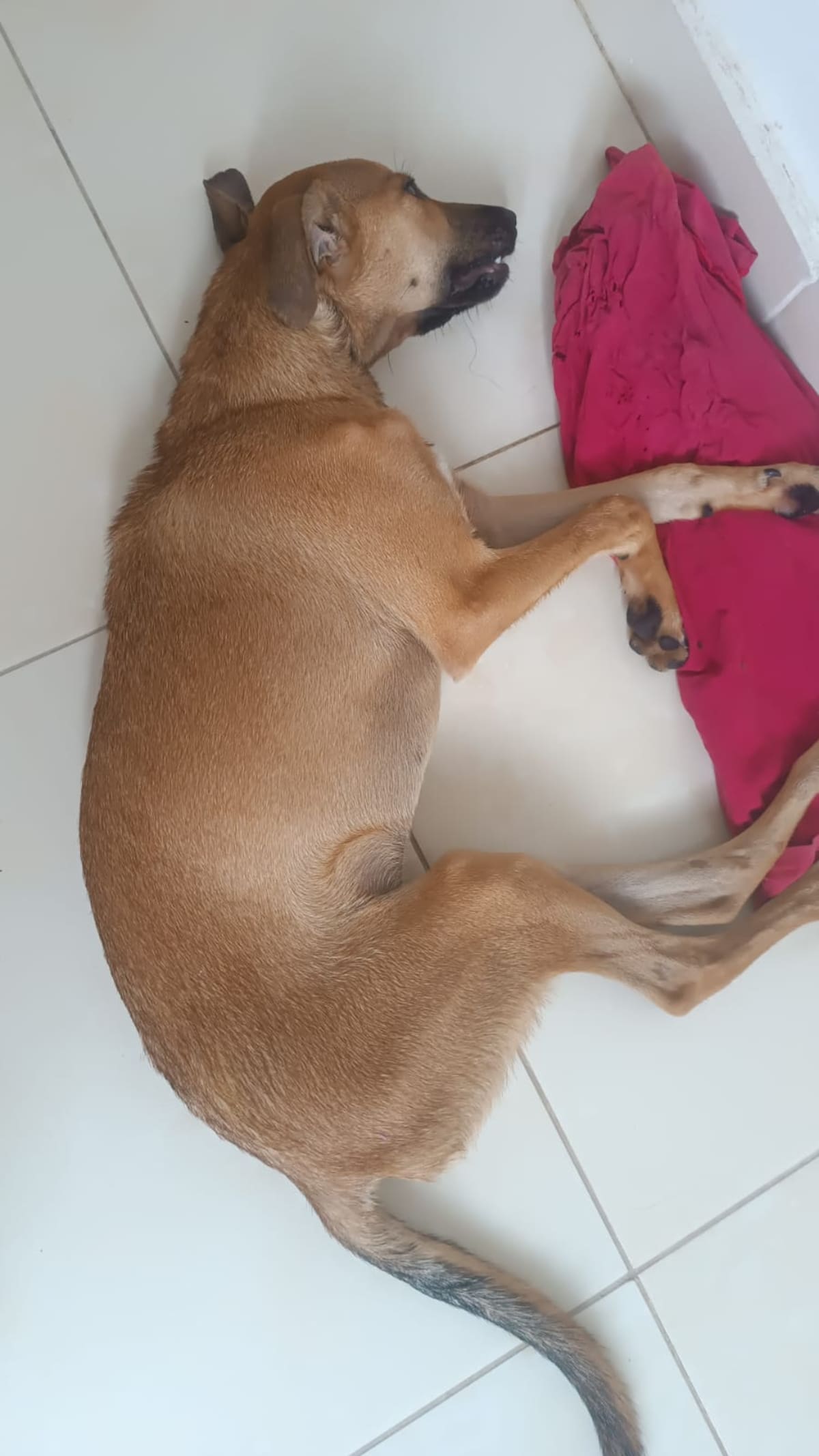 Cerca de diez animales han sido hallados muertos en el barrio Prados de Argelia en la comuna siete de Barrancabermeja.
Suministrada/Vanguardia