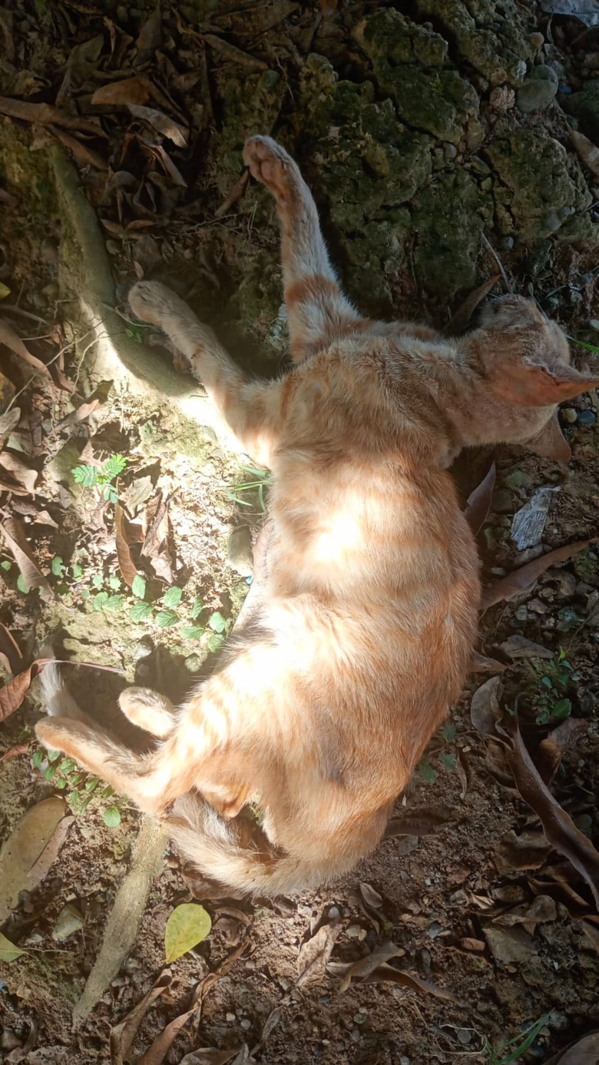Cerca de diez animales han sido hallados muertos en el barrio Prados de Argelia en la comuna siete de Barrancabermeja.
Suministrada/Vanguardia