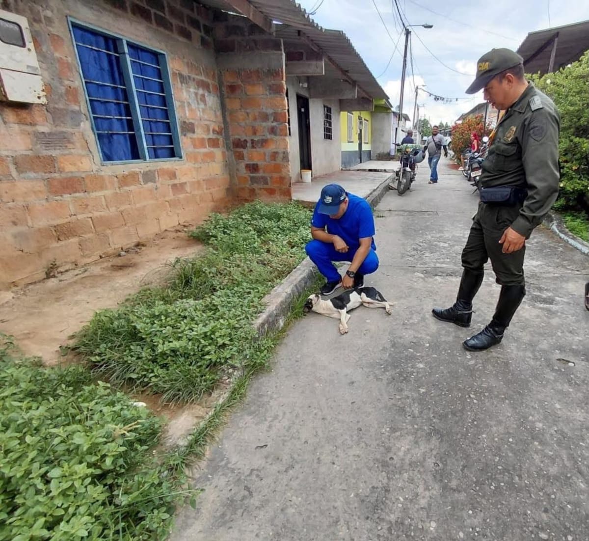 Defensores de los animales alertaron por los presuntos casos de envenenamiento registrados en el barrio Palmira, una problemática que, según denuncian, también se ha presentado en otros sectores de Barrancabermeja.
Suministrada/Archivo/vanguardia