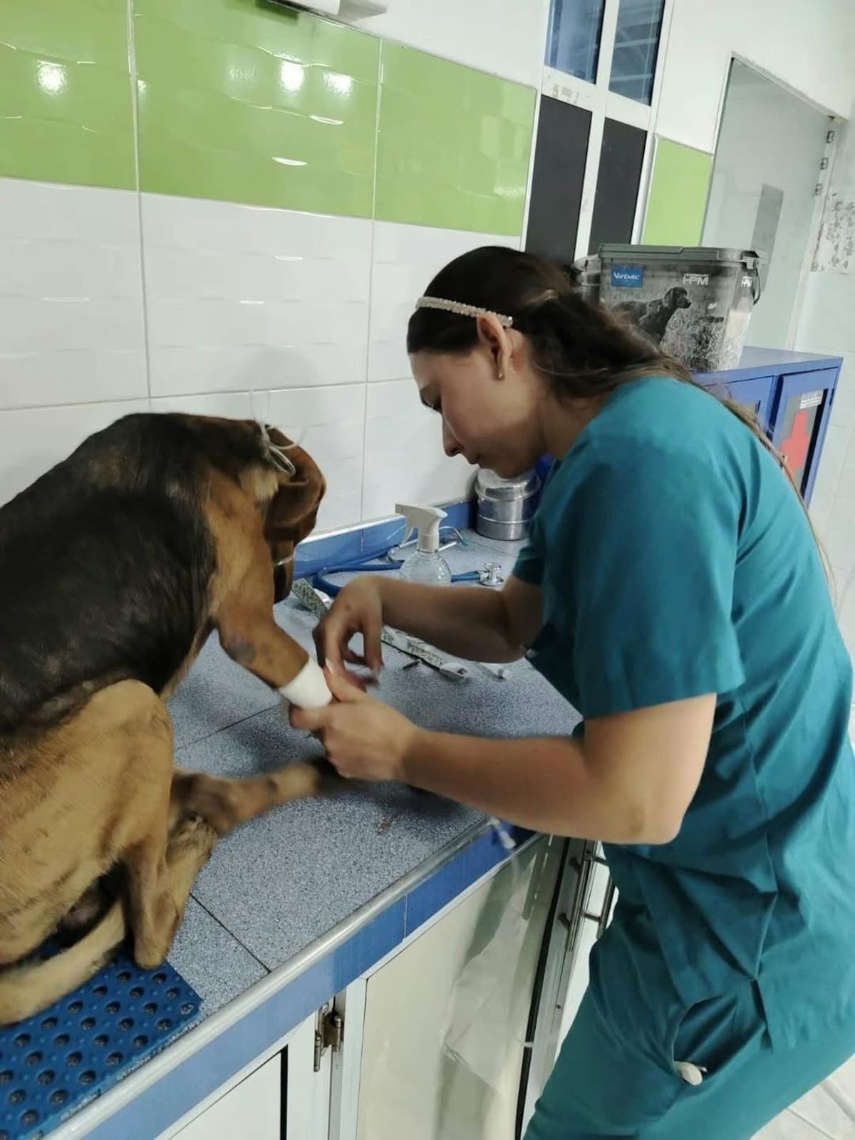 Defensores de los animales alertaron por los presuntos casos de envenenamiento registrados en el barrio Palmira, una problemática que, según denuncian, también se ha presentado en otros sectores de Barrancabermeja.
Suministrada/Archivo/vanguardia