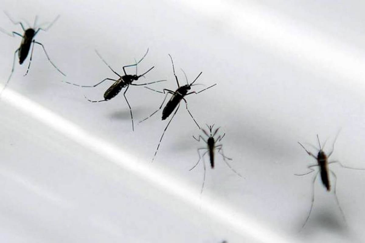 El zika es una enfermedad que produce síntomas solamente en una de cada cinco personas infectadas. (Foto: Archivo / VANGUARDIA LIBERAL)