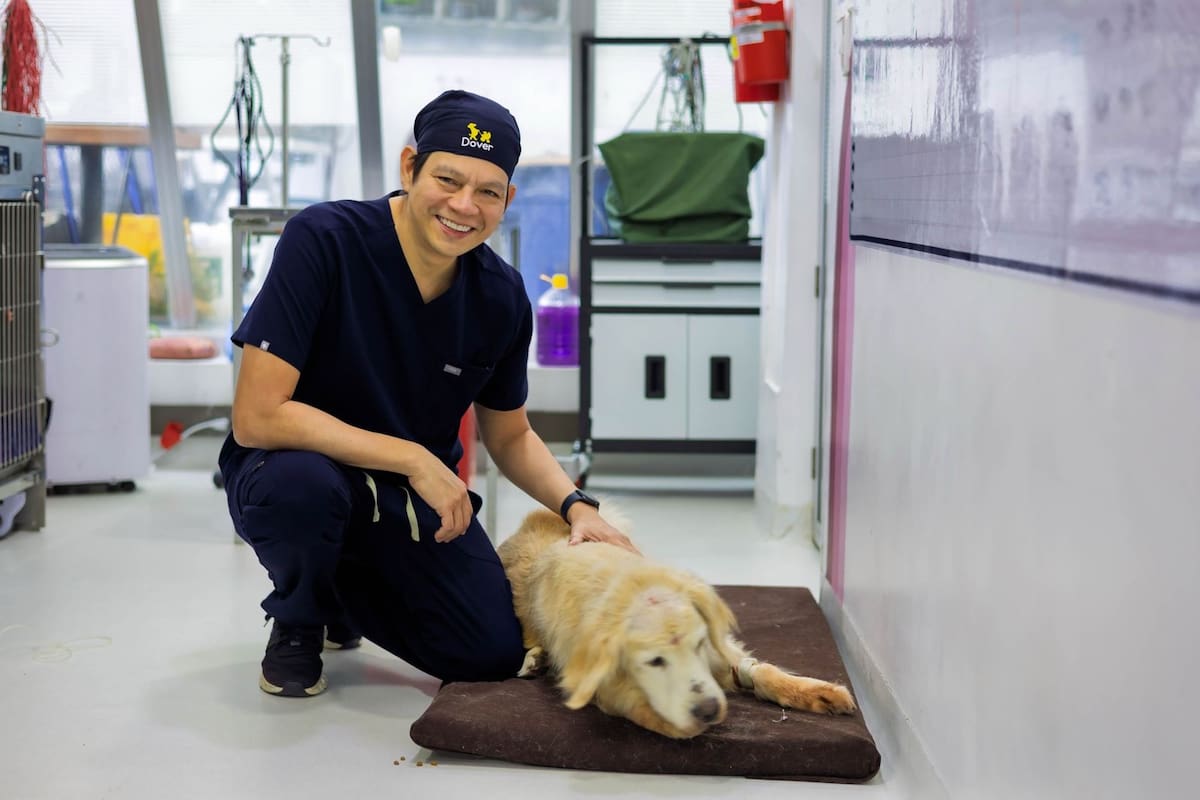 Clínica Dover realiza por primera vez en Colombia y América Latina neurocirugías veterinarias con tecnología humana de alta precisión. Pandora y Daira, las primeras mascotas intervenidas con aspirador ultrasónico en medicina veterinaria nacional