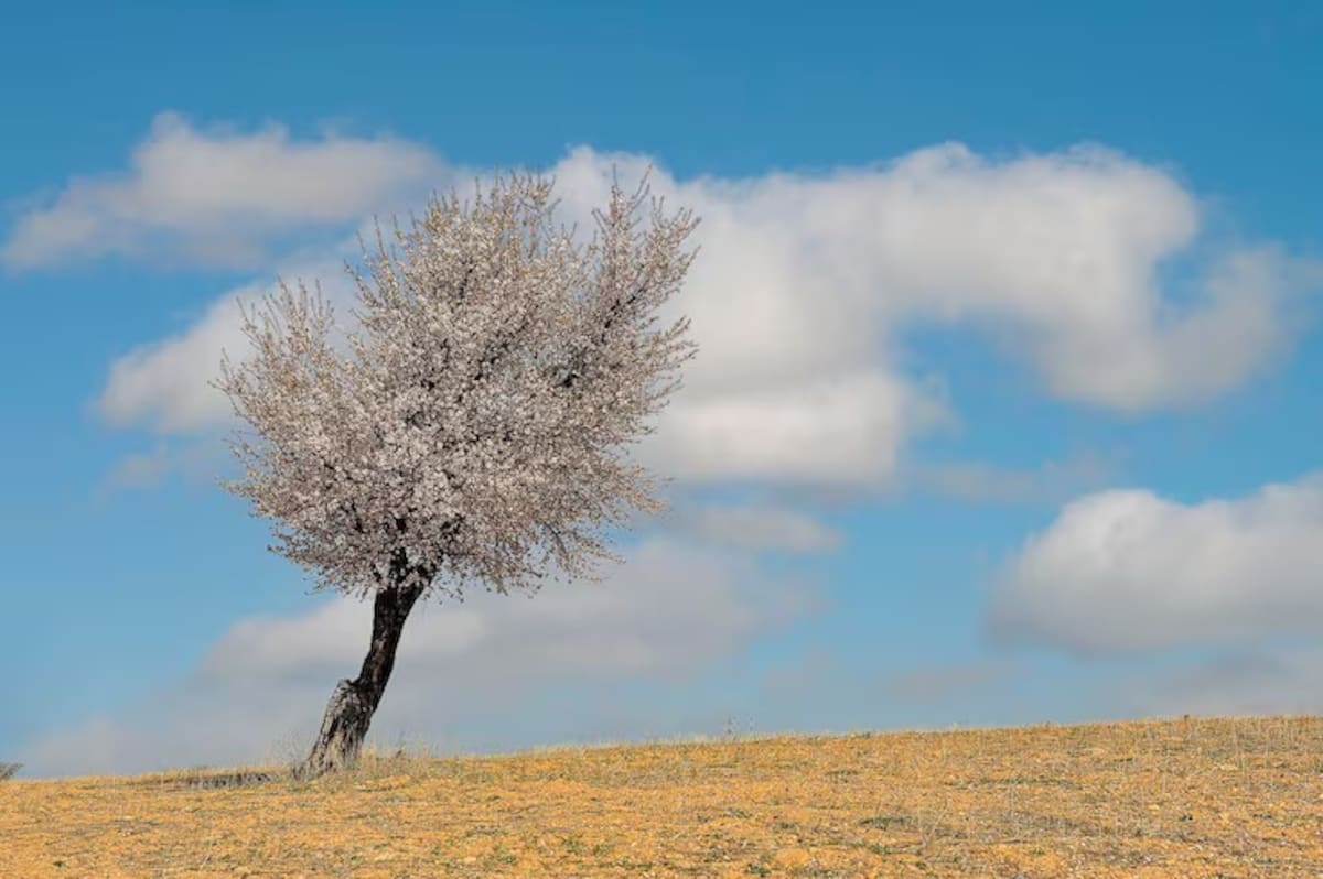 Todos los árboles son sacudidos por el viento y todos ellos, en la mayoría de los casos, resisten la borrasca.