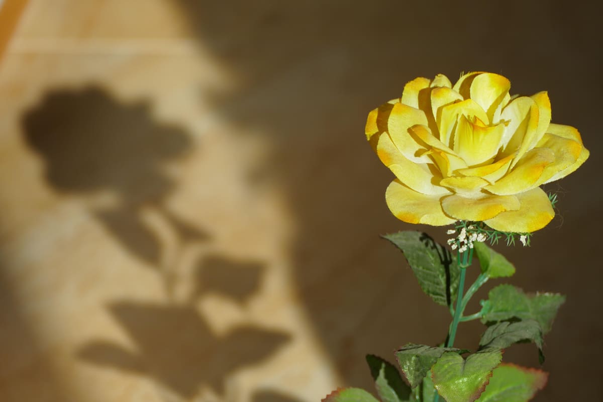 Nuestra cotidianidad alterna momentos de claridad y de sombras. Dios siempre nos permite encontrar y disfrutar un rayo de luz, incluso en medio de las dificultades y problemas que enfrentamos.