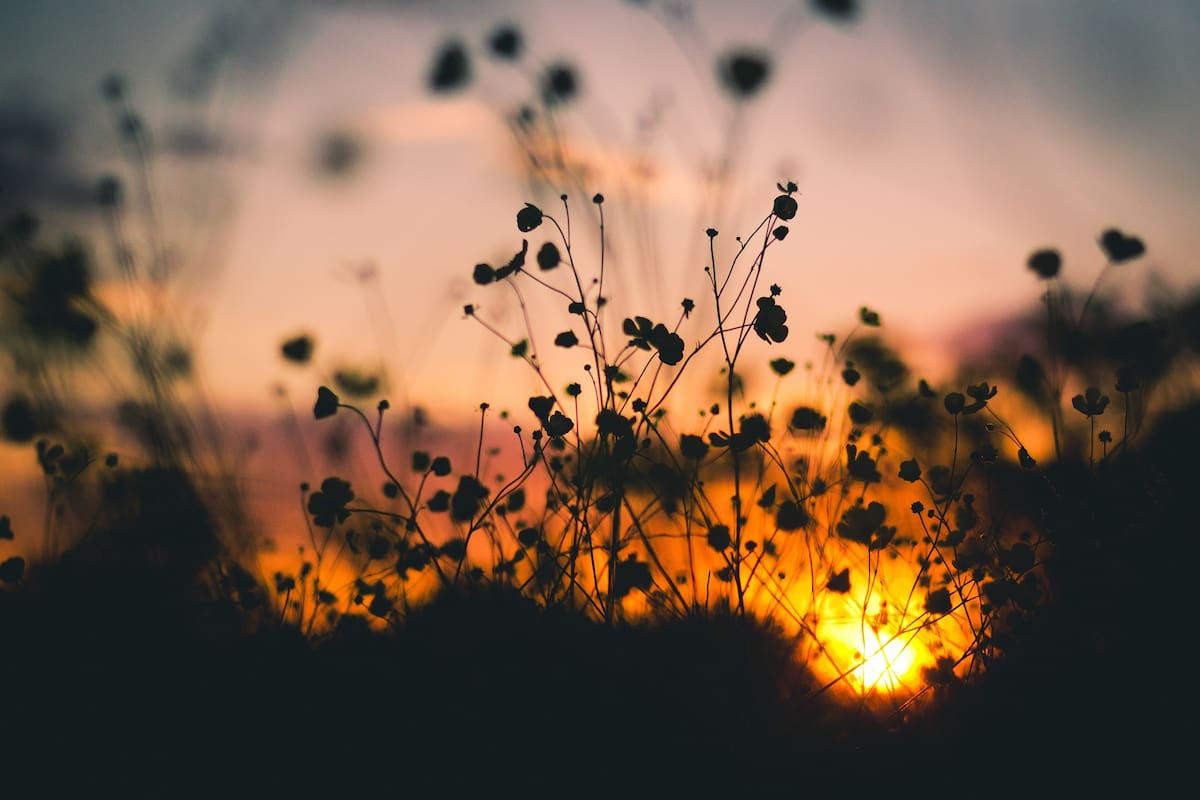Belleza que nace entre sombras.