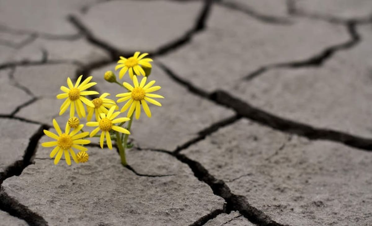 Florecer en la adversidad.