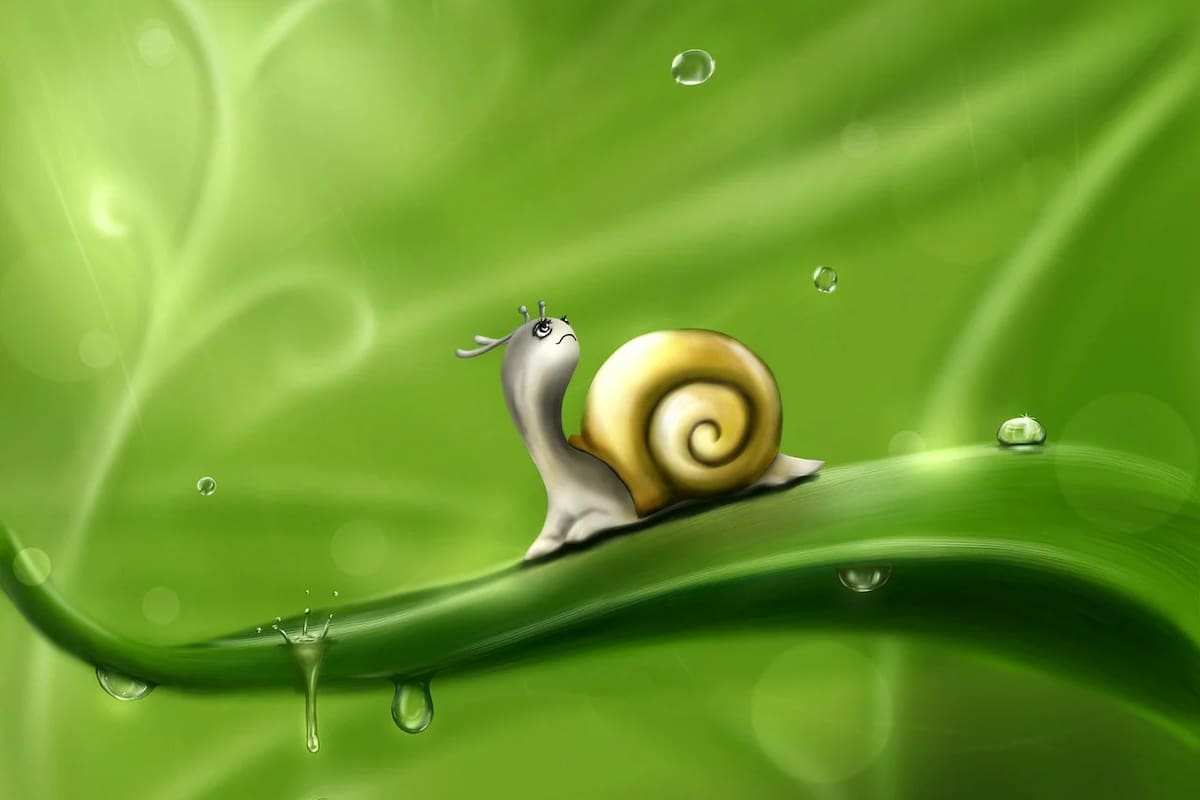 El caracol y su mensaje espiritual.