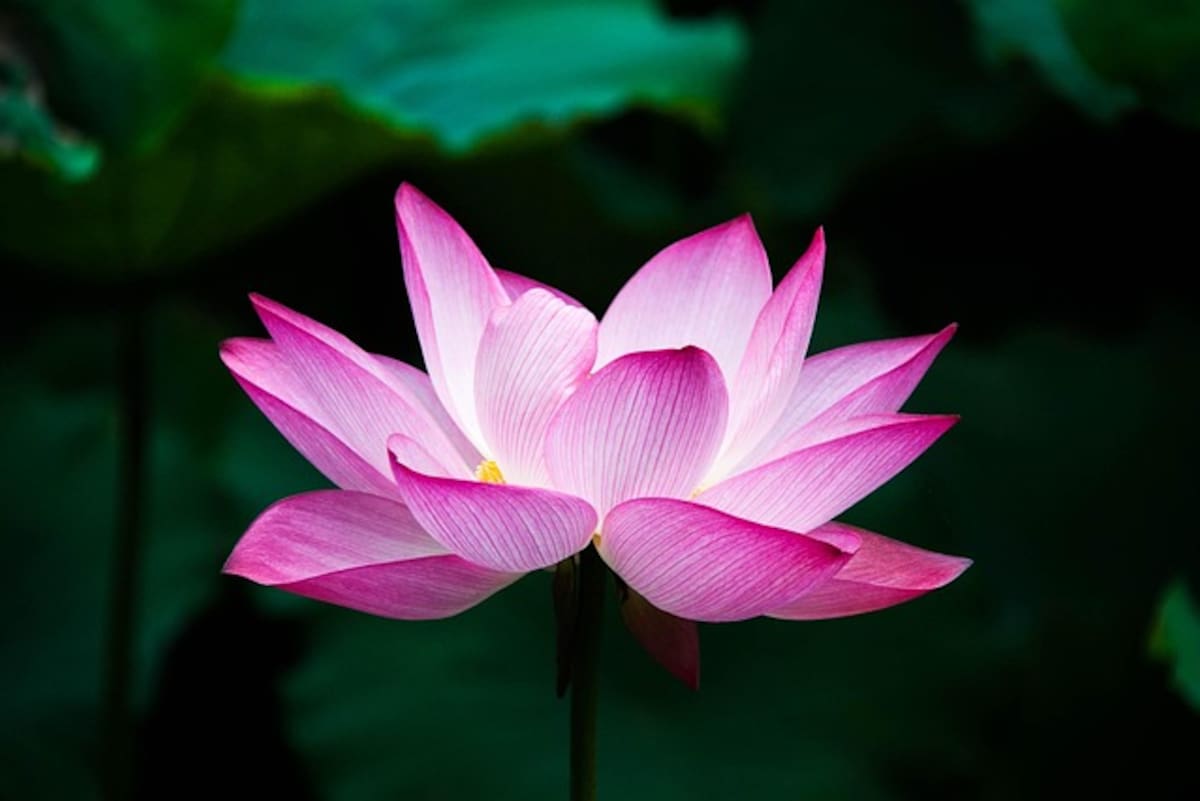 Equilibrio en flor