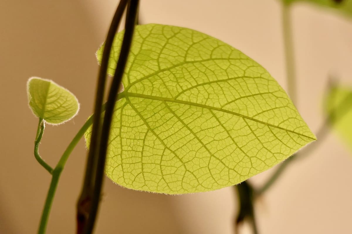 La extraordinaria belleza de una hoja