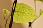 Una hoja, una lección de vida