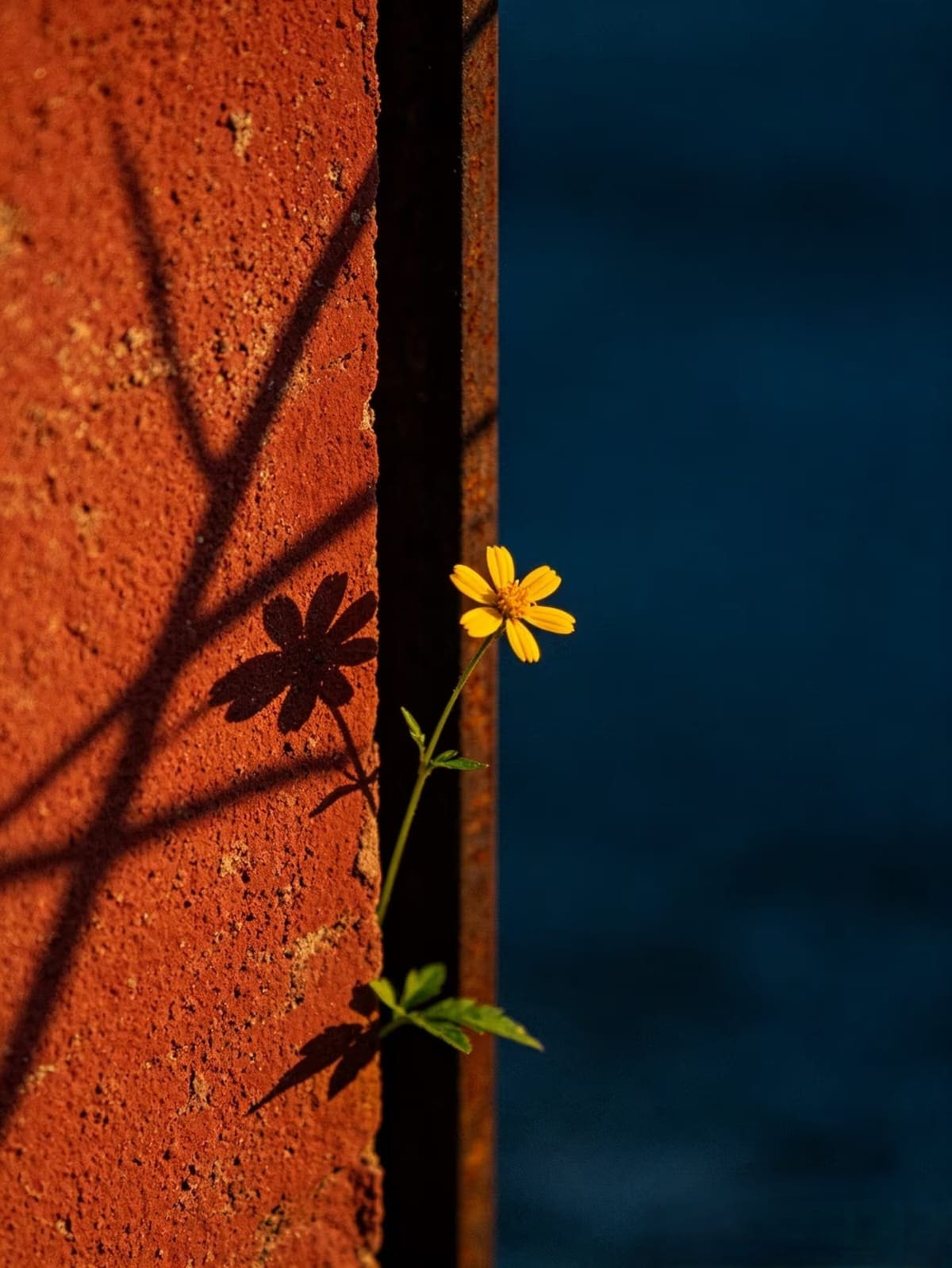 Belleza que nace entre sombras