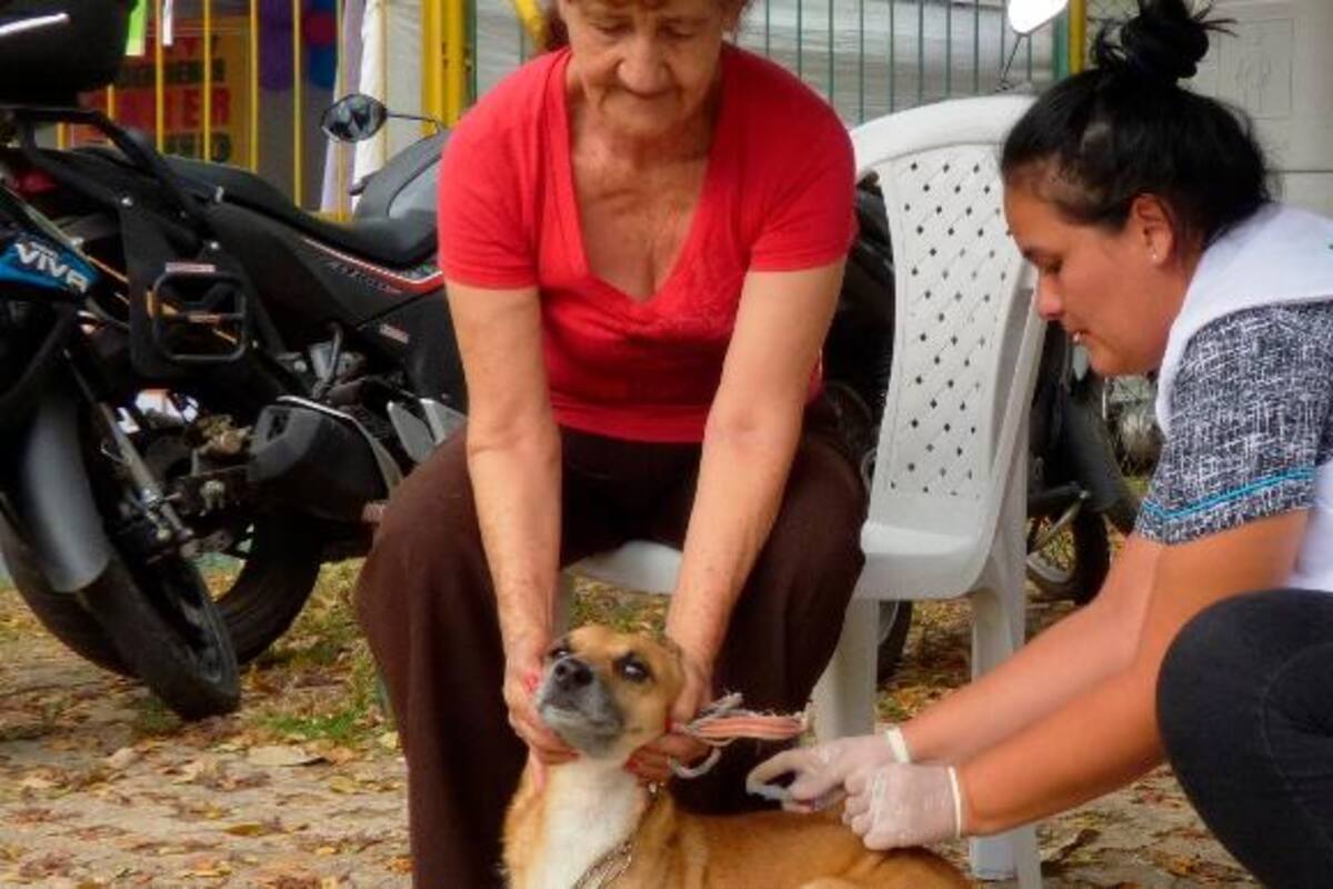 La Alcaldía de Bucaramanga inició una intensa campaña de esterilizaciones en perros y gatos. Ayer arribó al barrio Antonio Nariño con su equipo de Zoonosis. Según lo proyectado, la próxima semana el Municipio visitará los barrios Cristal Alto, Chorreras de Don Juan, Altos de Betania, Buenavista y el lote de la calle 45, en donde se ubica el primer retorno en sentido oriente-occidente. (Foto: archivo / VANGUARDIA)