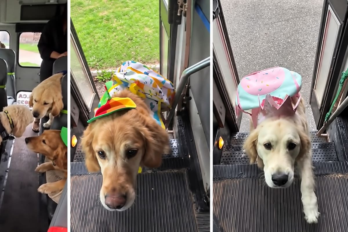 Créditos: @Pawtrips
