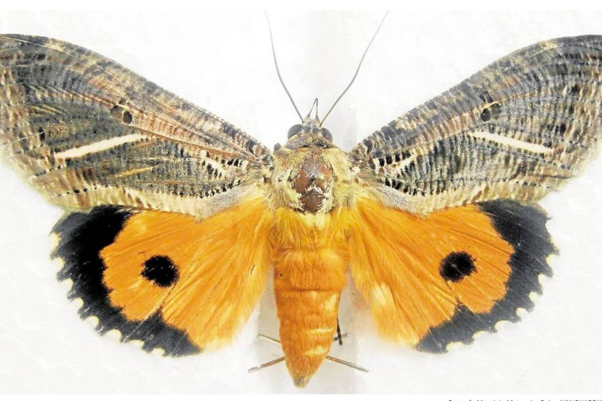 El lepidóptero Eudocima apta y Eudocima procus, una plaga migratoria, se conoce como polilla perforadora del fruto en Brasil. (Foto: Suministrada/VANGUARDIA LIBERAL)
