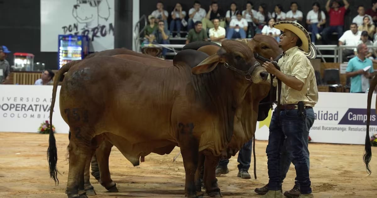 Exportaciones de Santander llegaron a cifras históricas en el primer semestre de 2025 | Marco Valencia / Vanguardia