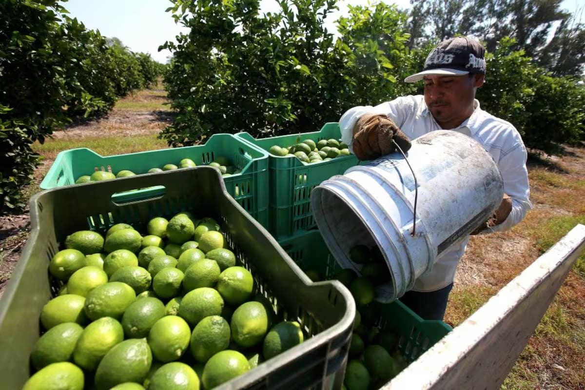 En 2026 se reporta aumento de las exportaciones de Limón Tahití desde Santander| Archivo / Vanguardia