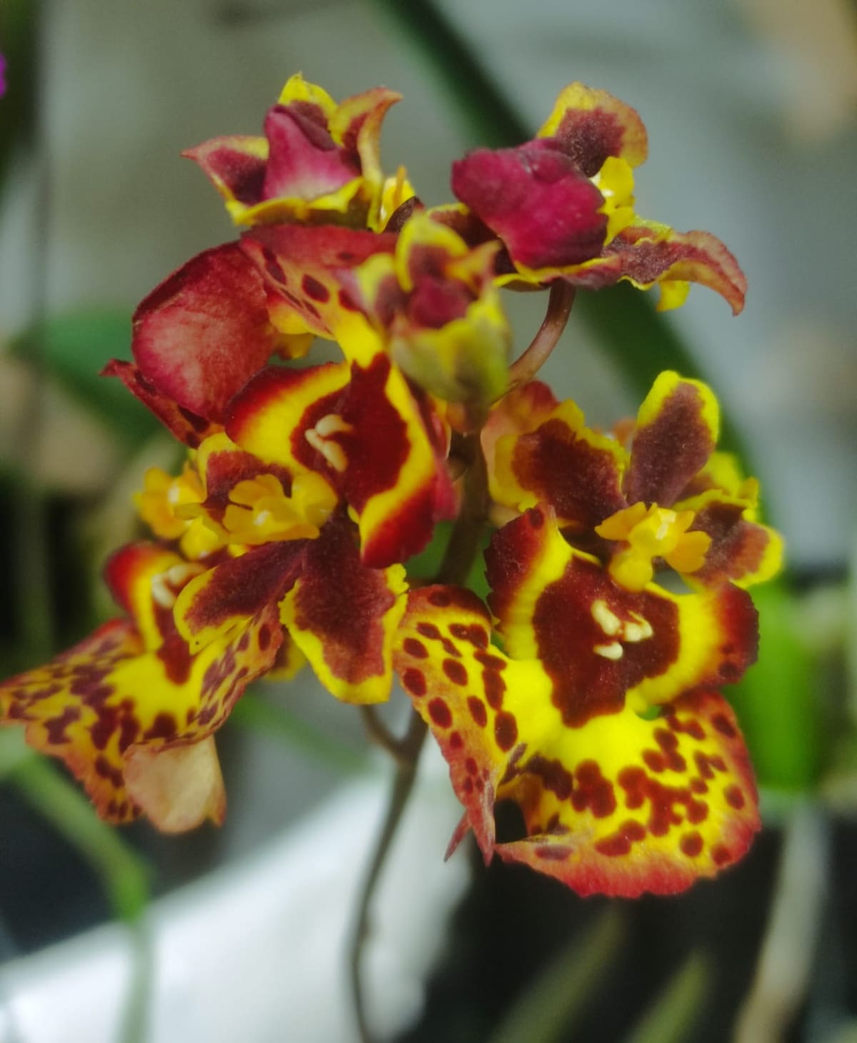 Suministrada/Vanguardia