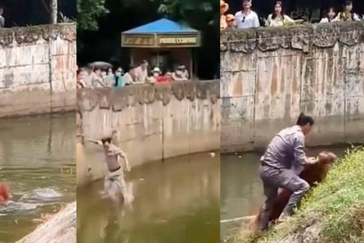 El hecho quedó grabado y el video fue subido a redes sociales, donde aplaudieron cómo el trabajador logró sacar al animal y reanimarlo. Captura de video / VANGUARDIA