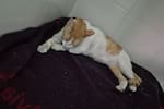Apareció Fabio: el gato perdido en Bucaramanga fue hallado en Cañaveral gracias a una lectora de Vanguardia