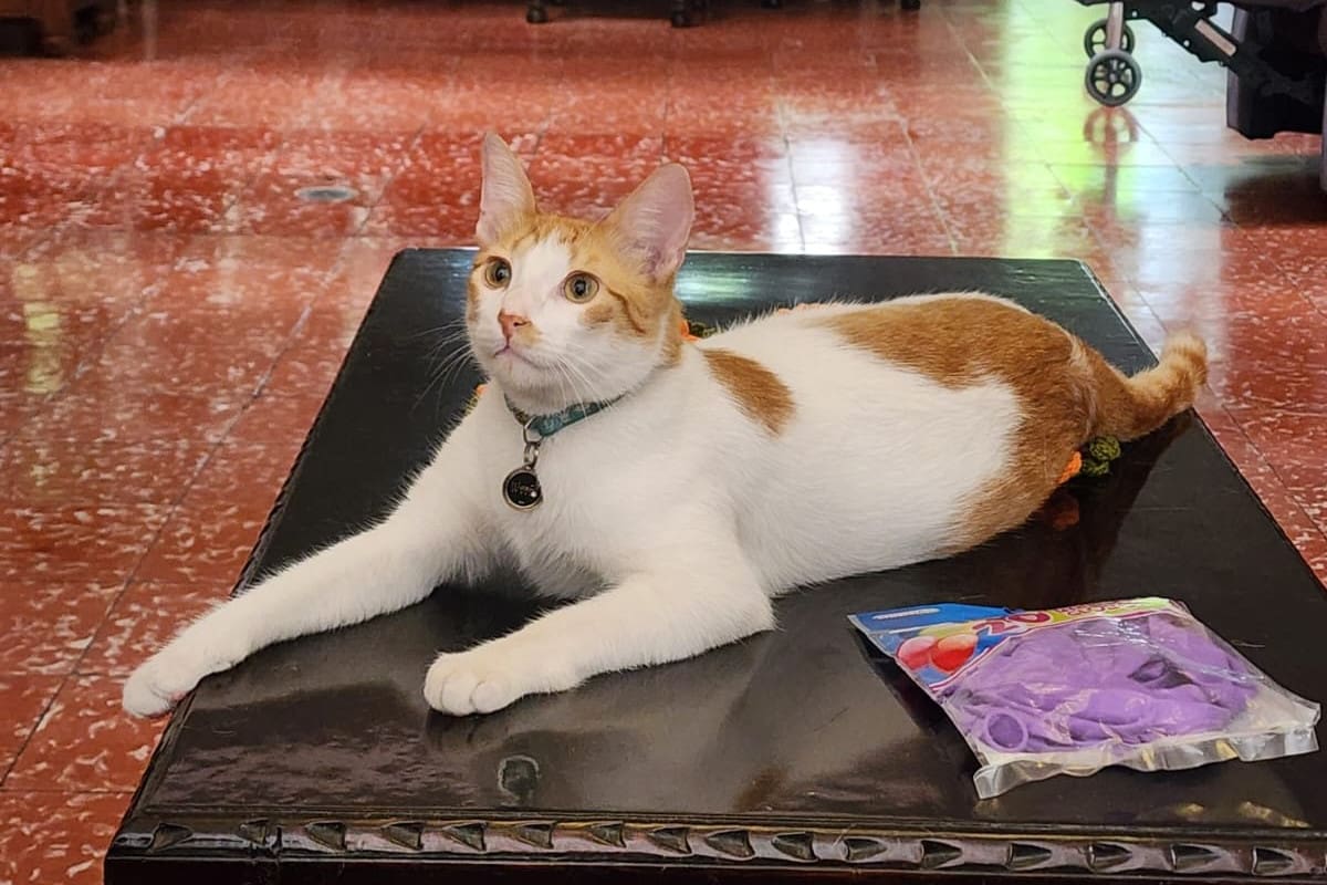 Fabio, gato de pelaje blanco con parches naranjas, fue visto por última vez el sábado 22 de agosto en el sector de la calle 52 con carrera 31.