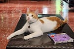 ¿Lo ha visto? Fabio, el gato de compañía de una adulta mayor, se perdió en el sector de Cabecera