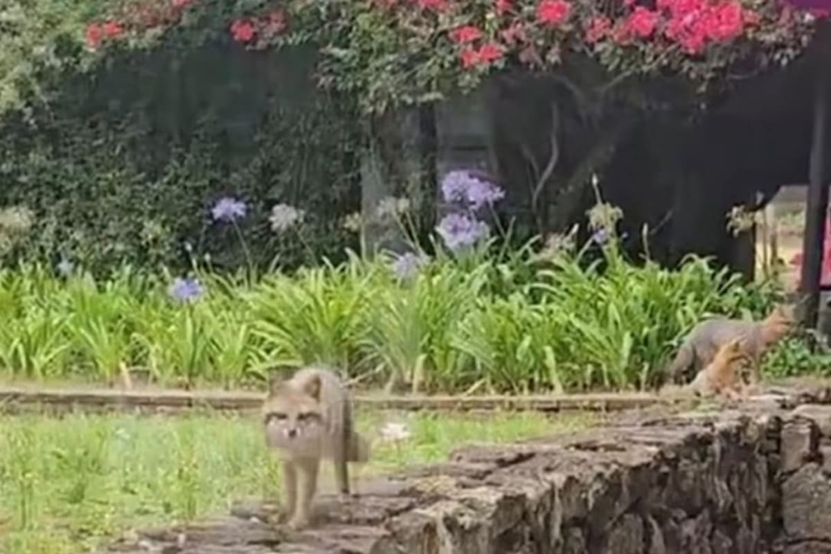 Una familia de tres zorros sorprendió a los visitantes de una hacienda colonial en Boyacá.