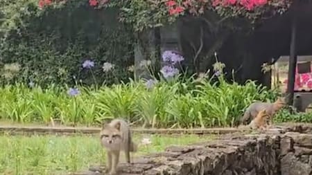 Video: familia de zorros sorprendió a visitantes de una hacienda colonial en Boyacá