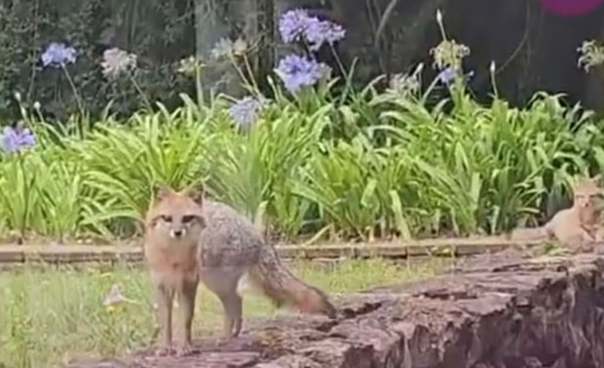 ¡Una visita inesperada! Tres zorros recorrieron una hacienda colonial en Boyacá y quedaron registrados en video. Conozca por qué es importante mantener la distancia y respetar a estos animales silvestres.