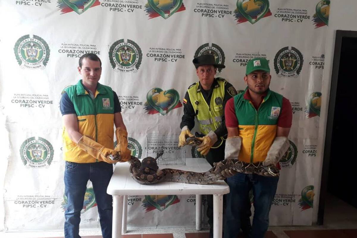 Los animales de fauna silvestre que sean encontradas en las casas son decomisados por la Policía Ambiental y los ciudadanos responsables acarrean sanciones. (Foto: Suministrada /VANGUARDIA LIBERAL)
